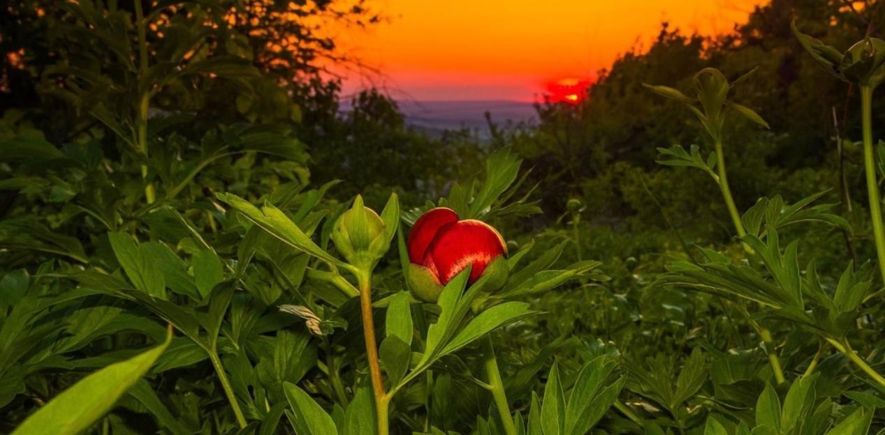 Xelibri Apartment Gorna Oryakhovitsa Dış mekan fotoğraf